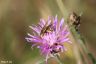Gelbbindige Furchenbiene - Yellowbanded Sweat Bee