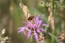Gelbbindige Furchenbiene - Yellowbanded Sweat Bee