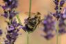 Ackerhummel - Common carder bee
