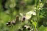Kleiner Kohlweißling – Small White