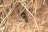 Palydraeus stercorarius - Rove Beetle