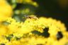 Französische Feldwespe - European paper wasp