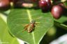 Französische Feldwespe - European paper wasp