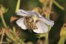 Honigbiene an Storchenschnabel