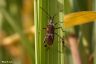 Amerikanische Zapfenwanze - Western Conifer Seed Bug