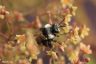Graue Sandbiene - Ashy Mining Bee