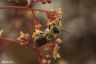 Rotschopfige Sandbiene - Orange-tailed Mining Bee