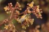 Rotschopfige Sandbiene - Orange-tailed Mining Bee