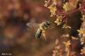 Rotschopfige Sandbiene - Orange-Tipped Mining Bee
