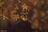 Wespen-Moderholzschwebfliege - Yellow Jacket mimic fly