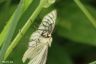 Schwarzaderspanner - Black-veined Moth