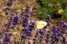 Kohlweißling und Biene am Lavendel im Garten