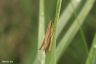 Lauchschrecke - Green Leek Grasshopper