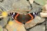 Admiral - Red Admiral