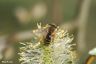 Gemeine Sandbiene - Yelloe-Legged Mining Bee