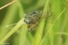 Gemeine Skorpionsfliege - Common Scorpionfly