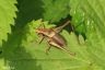 Kurzflügelige Beißschrecke - Bog bush cricket