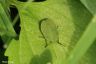 Stinkwanze (Larve) - Green Shieldbug (Larva)