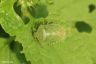 Grüne Stinkwanze - Green Shieldbug