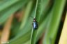 Rothalsiges Getredehähnchen - Cereal leaf beetle