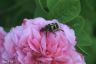 Pinselkäfer - Bee Beetle