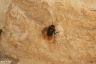 Gehörnte Mauerbiene - Hornfaced Bee (female)