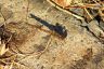 Große Heidelibelle - Common Darter