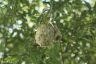 Nest der Beutelmeise - Penduline Tit nest