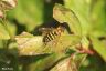 Gemeine Gartenschwebfliege - Lesser banded Hoverfly