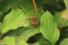 Hottentottenfliege - Hottentot Bee fly