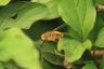 Hottentottenfliege - Hottentot Bee fly