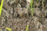 Gemeine Sandbiene - Yelloe-Legged Mining Bee