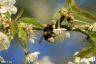 Gartenhummel - Garden bumblebee