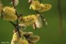 Honigbiene und Weide